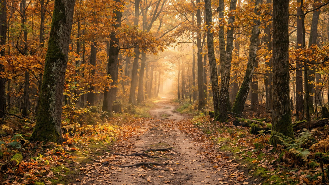 Winding path through an autumn forest with soft morning light ahead